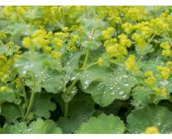 Alchemilla mollis vellosa