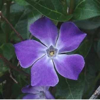 Hierba doncella de hoja grande