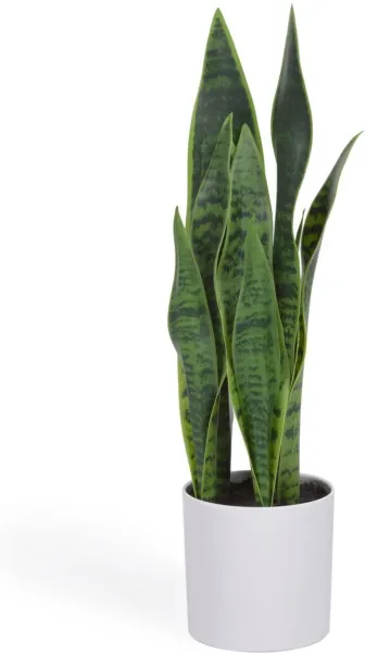 Sansevieria, Planta artificial, blanca, H55x18x19 cm