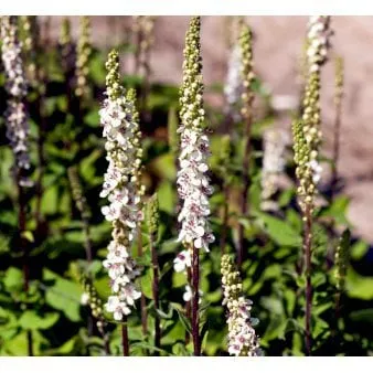 Verbascum oscuro
